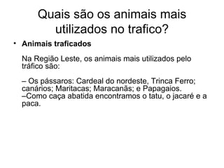 Quais são os animais mais utilizados no trafico? Animais traficados Na Região Leste, os animais mais utilizados pelo tráfico são: – Os pássaros: Cardeal do nordeste, Trinca Ferro; canários; Maritacas; Maracanãs; e Papagaios.  –Como caça abatida encontramos o tatu, o jacaré e a paca. 