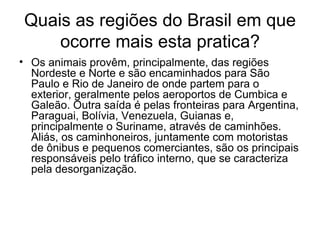 Quais as regiões do Brasil em que ocorre mais esta pratica? Os animais provêm, principalmente, das regiões Nordeste e Norte e são encaminhados para São Paulo e Rio de Janeiro de onde partem para o exterior, geralmente pelos aeroportos de Cumbica e Galeão. Outra saída é pelas fronteiras para Argentina, Paraguai, Bolívia, Venezuela, Guianas e, principalmente o Suriname, através de caminhões. Aliás, os caminhoneiros, juntamente com motoristas de ônibus e pequenos comerciantes, são os principais responsáveis pelo tráfico interno, que se caracteriza pela desorganização.  