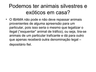 Podemos ter animais silvestres e exóticos em casa? O IBAMA não pode e não deve repassar animais provenientes de alguma apreensão para um particular, pois isso seria o mesmo que legalizar o ilegal (“esquentar” animal de tráfico), ou seja, tira-se animais de um particular traficante e dá para outro que apenas receberá outra denominação legal – depositário fiel.   