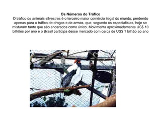 Os Números do Tráfico O tráfico de animais silvestres é o terceiro maior comércio ilegal do mundo, perdendo apenas para o tráfico de drogas e de armas, que, segundo os especialistas, hoje se misturam tanto que são encarados como único. Movimenta aproximadamente US$ 10 bilhões por ano e o Brasil participa desse mercado com cerca de US$ 1 bilhão ao ano 