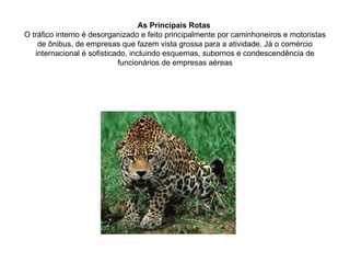 As Principais Rotas  O tráfico interno é desorganizado e feito principalmente por caminhoneiros e motoristas de ônibus, de empresas que fazem vista grossa para a atividade. Já o comércio internacional é sofisticado, incluindo esquemas, subornos e condescendência de funcionários de empresas aéreas 