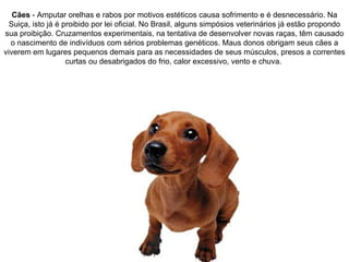 Cães  - Amputar orelhas e rabos por motivos estéticos causa sofrimento e é desnecessário. Na Suiça, isto já é proibido por lei oficial. No Brasil, alguns simpósios veterinários já estão propondo sua proibição. Cruzamentos experimentais, na tentativa de desenvolver novas raças, têm causado o nascimento de indivíduos com sérios problemas genéticos. Maus donos obrigam seus cães a viverem em lugares pequenos demais para as necessidades de seus músculos, presos a correntes curtas ou desabrigados do frio, calor excessivo, vento e chuva.  