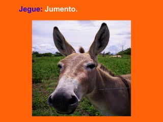 Jegue: Jumento.
 