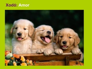 Xodó: Amor
 