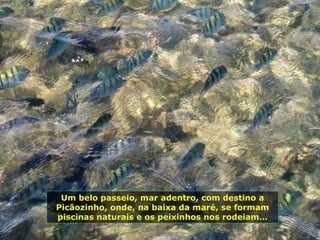 Um belo passeio, mar adentro, com destino a Picãozinho, onde, na baixa da maré, se formam piscinas naturais e os peixinhos nos rodeiam… 