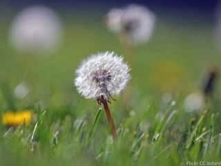 Flickr CC aidanmorgan 
 