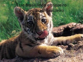 Esse Brasil lindo e trigueiro
É o meu Brasil brasileiro

 
