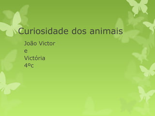 Curiosidade dos animais
 João Victor
 e
 Victória
 4ºc
 