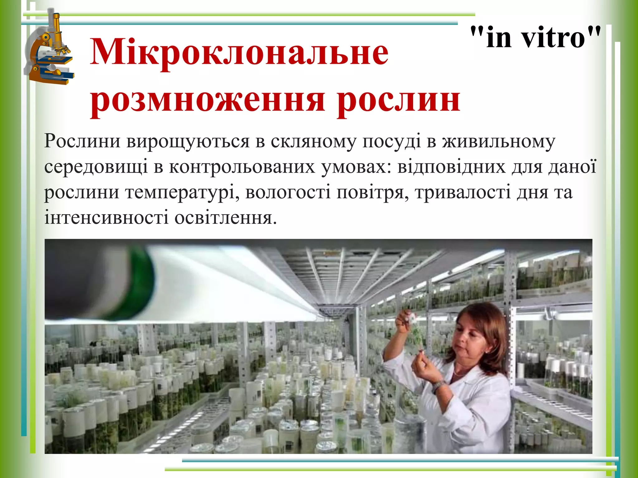Мікроклональне
розмноження рослин
Рослини вирощуються в скляному посуді в живильному
середовищі в контрольованих умовах: відповідних для даної
рослини температурі, вологості повітря, тривалості дня та
інтенсивності освітлення.
"in vitro"
 