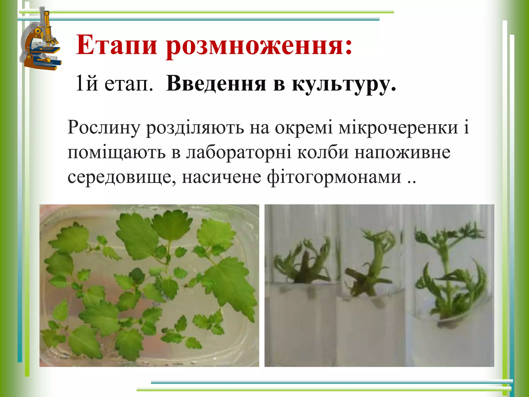 Етапи розмноження:
Рослину розділяють на окремі мікрочеренки і
поміщають в лабораторні колби напоживне
середовище, насичене фітогормонами ..
1й етап. Введення в культуру.
 