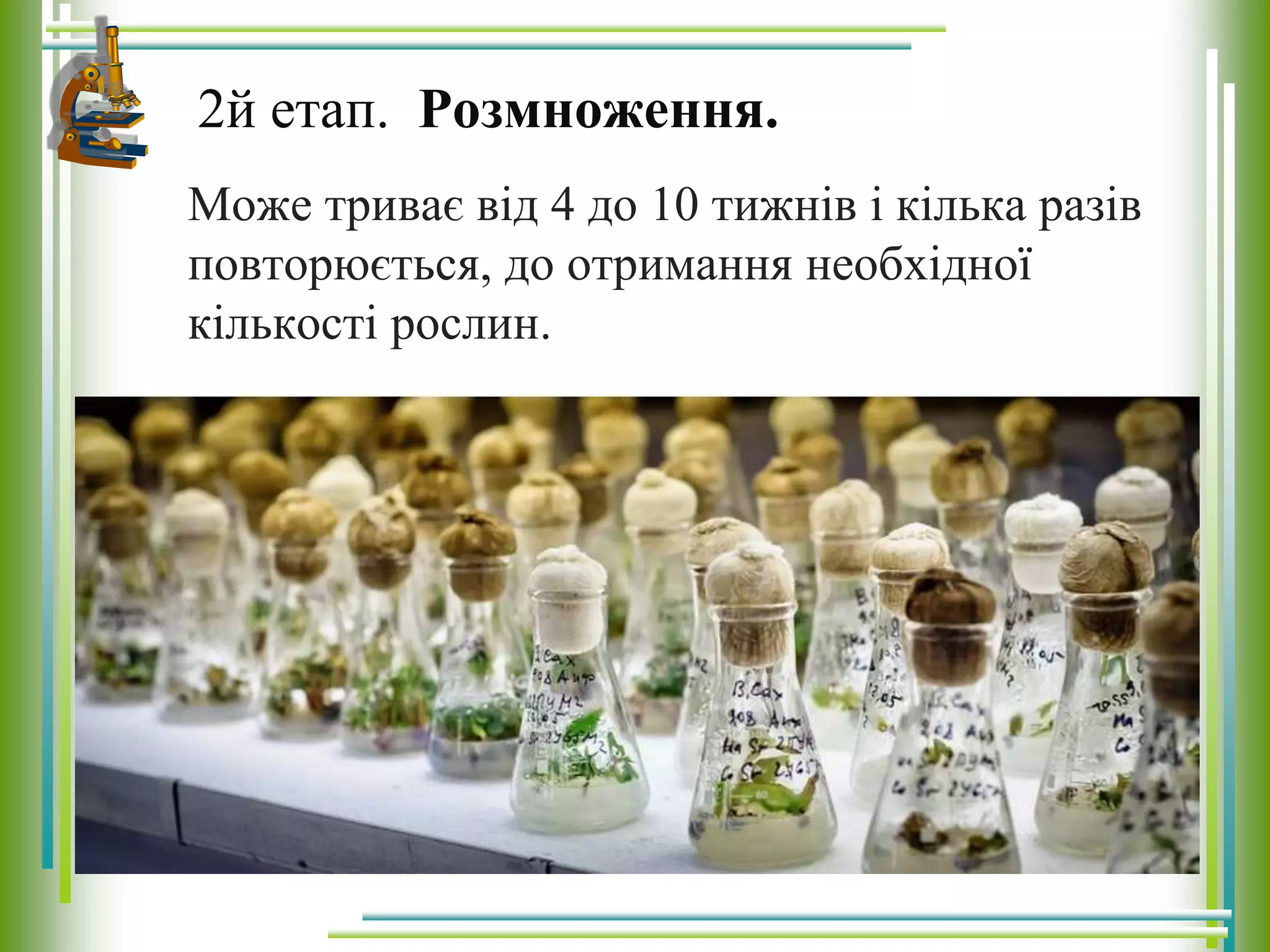 Може триває від 4 до 10 тижнів і кілька разів
повторюється, до отримання необхідної
кількості рослин.
2й етап. Розмноження.
 