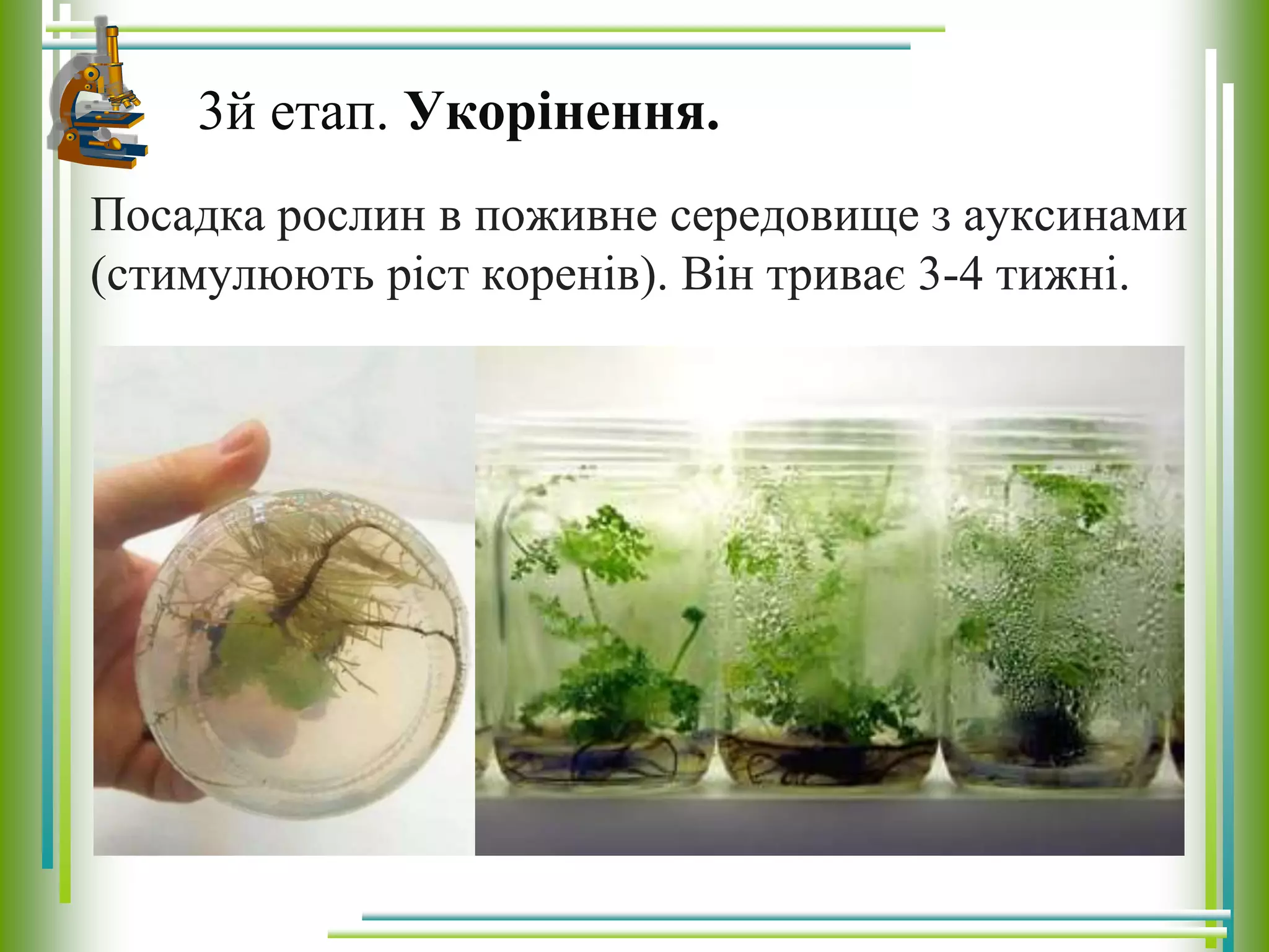 Посадка рослин в поживне середовище з ауксинами
(стимулюють ріст коренів). Він триває 3-4 тижні.
3й етап. Укорінення.
 