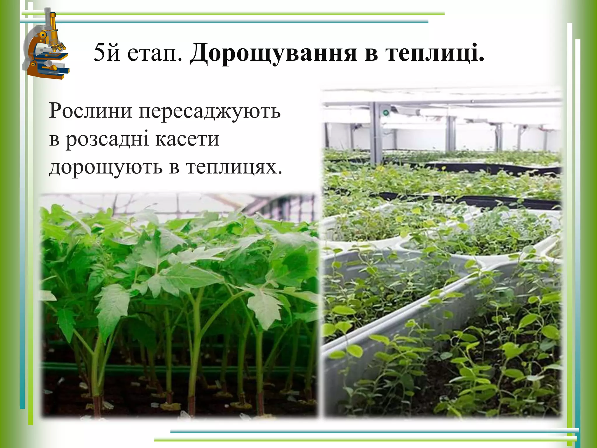 Рослини пересаджують
в розсадні касети
дорощують в теплицях.
5й етап. Дорощування в теплиці.
 