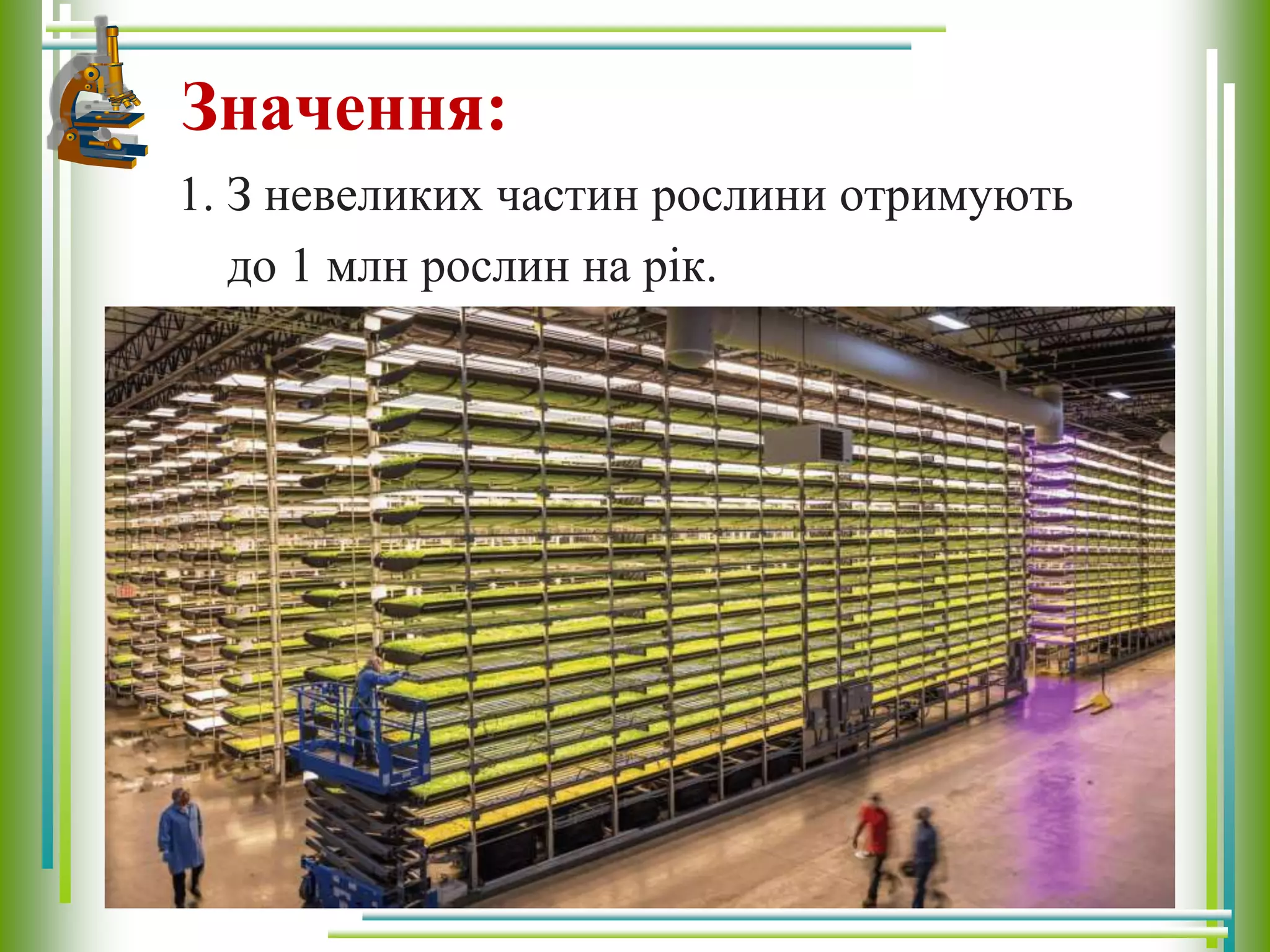 Значення:
1. З невеликих частин рослини отримують
до 1 млн рослин на рік.
 