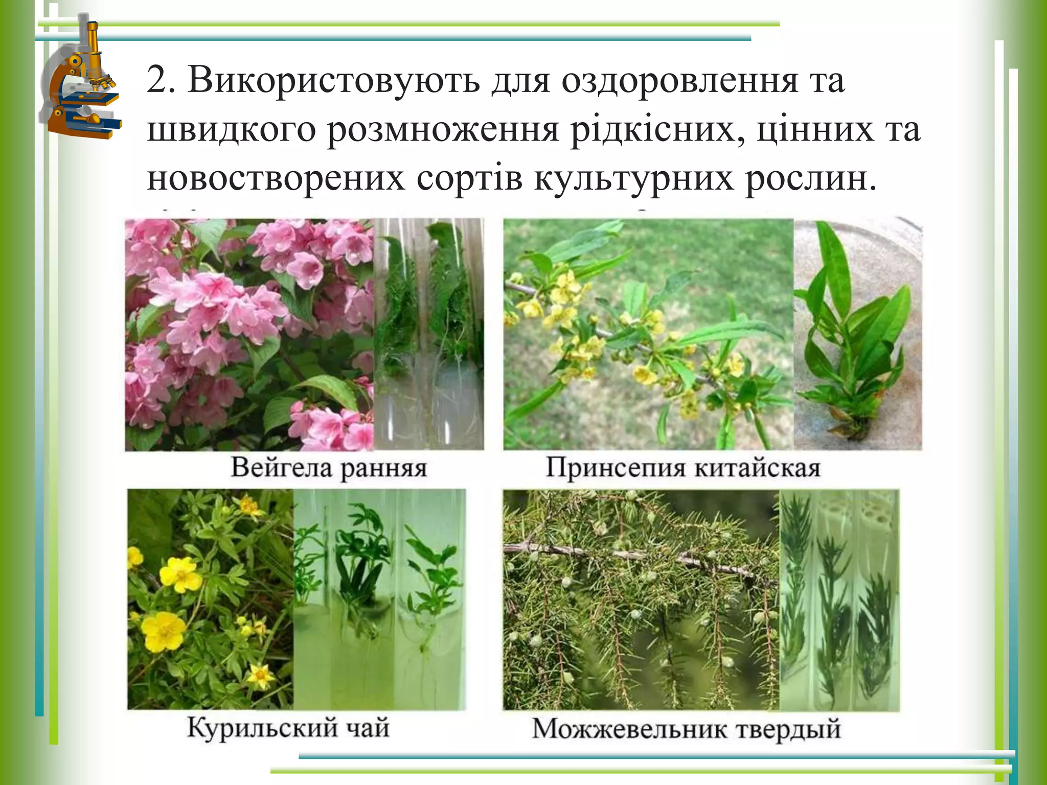 2. Використовують для оздоровлення та
швидкого розмноження рідкісних, цінних та
новостворених сортів культурних рослин.
 