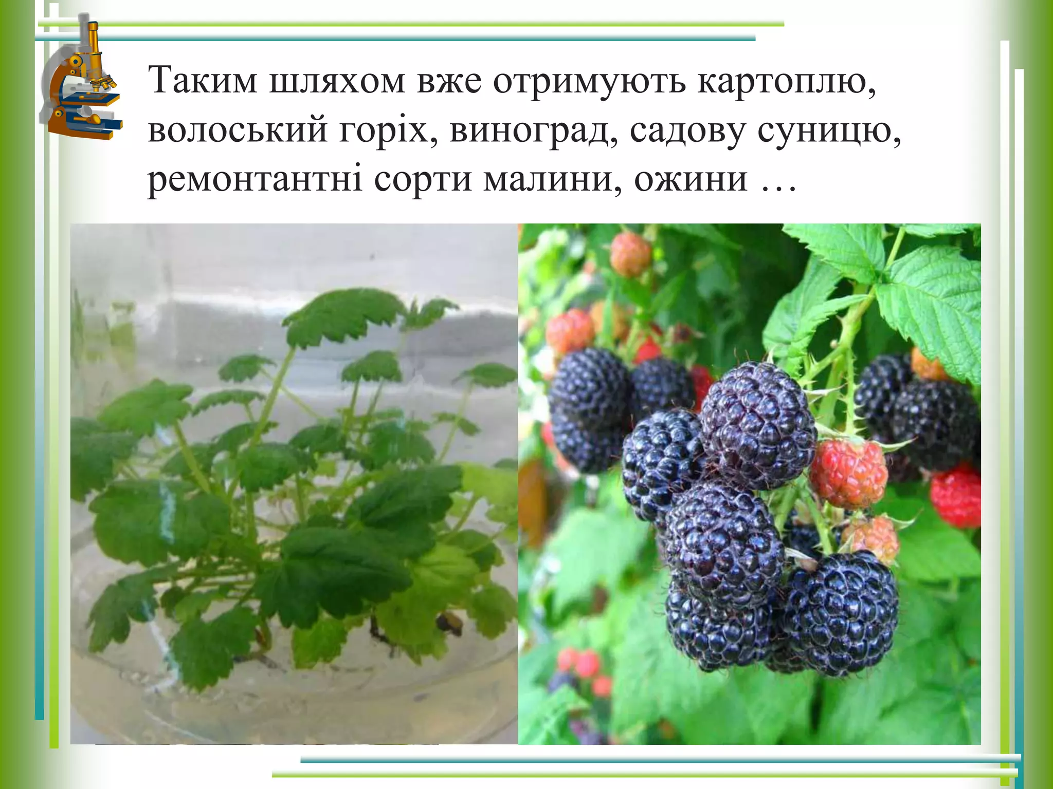 Таким шляхом вже отримують картоплю,
волоський горіх, виноград, садову суницю,
ремонтантні сорти малини, ожини …
 