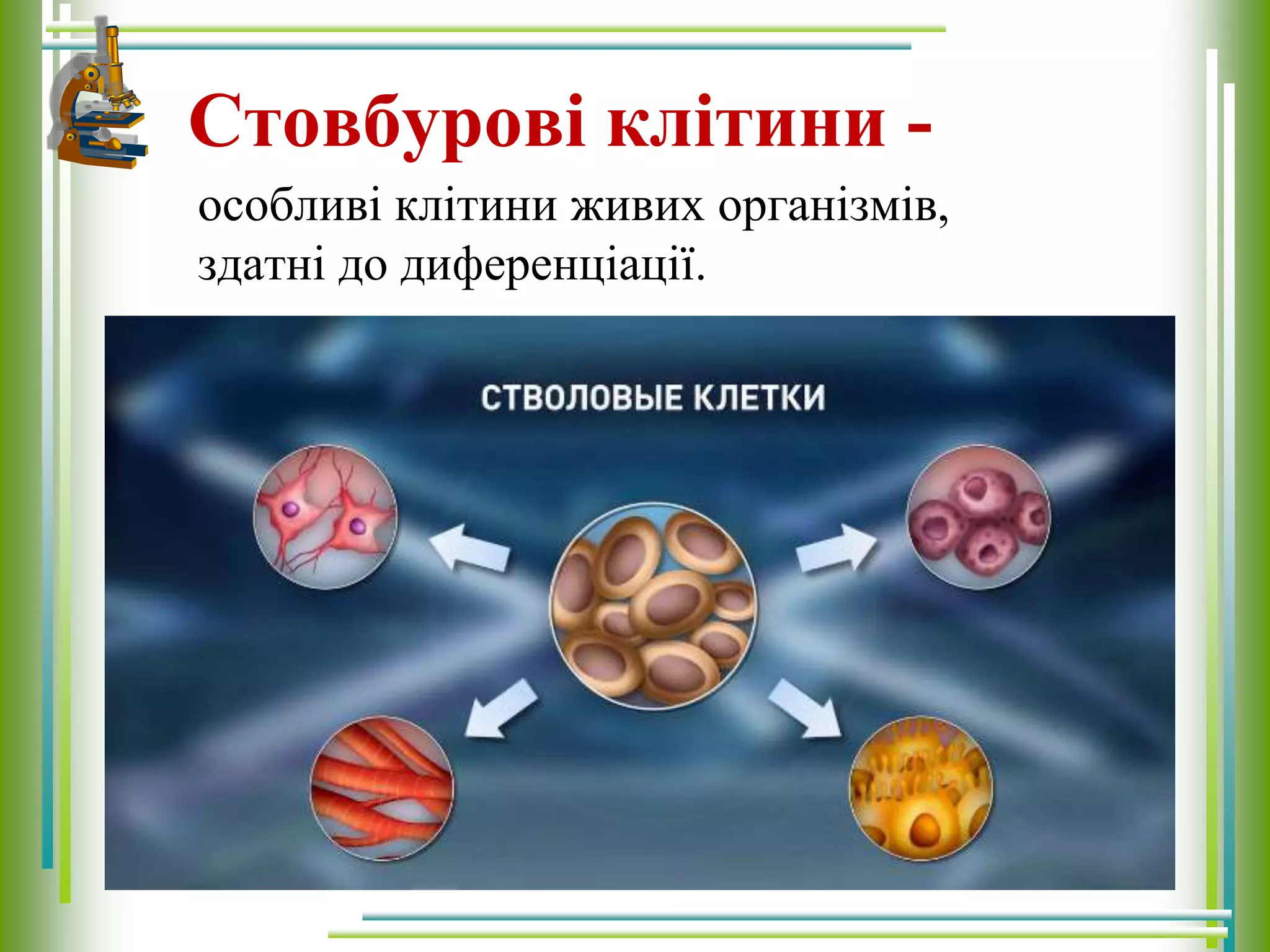 Стовбурові клітини -
особливі клітини живих організмів,
здатні до диференціації.
 