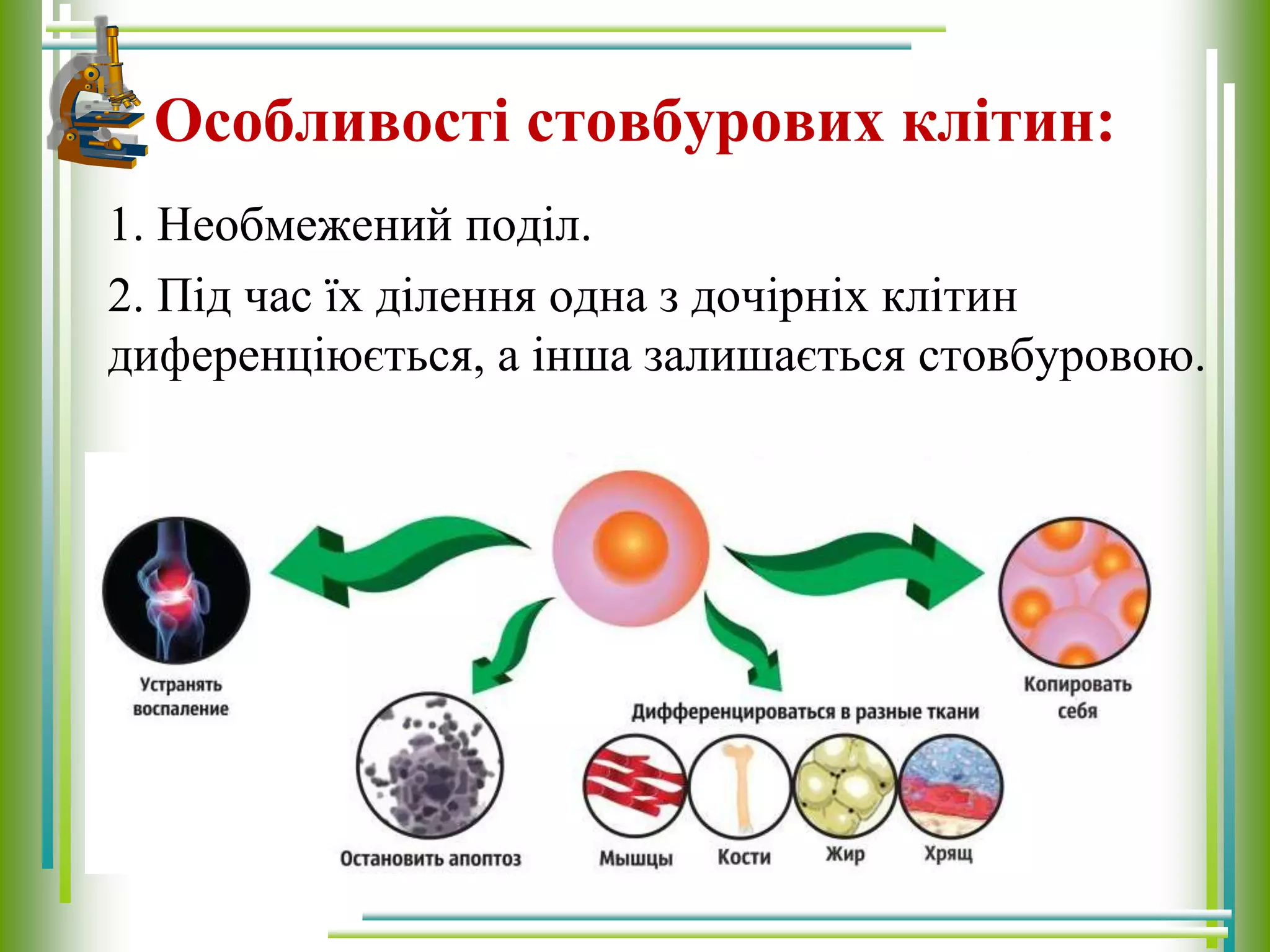 Особливості стовбурових клітин:
1. Необмежений поділ.
2. Під час їх ділення одна з дочірніх клітин
диференціюється, а інша залишається стовбуровою.
 