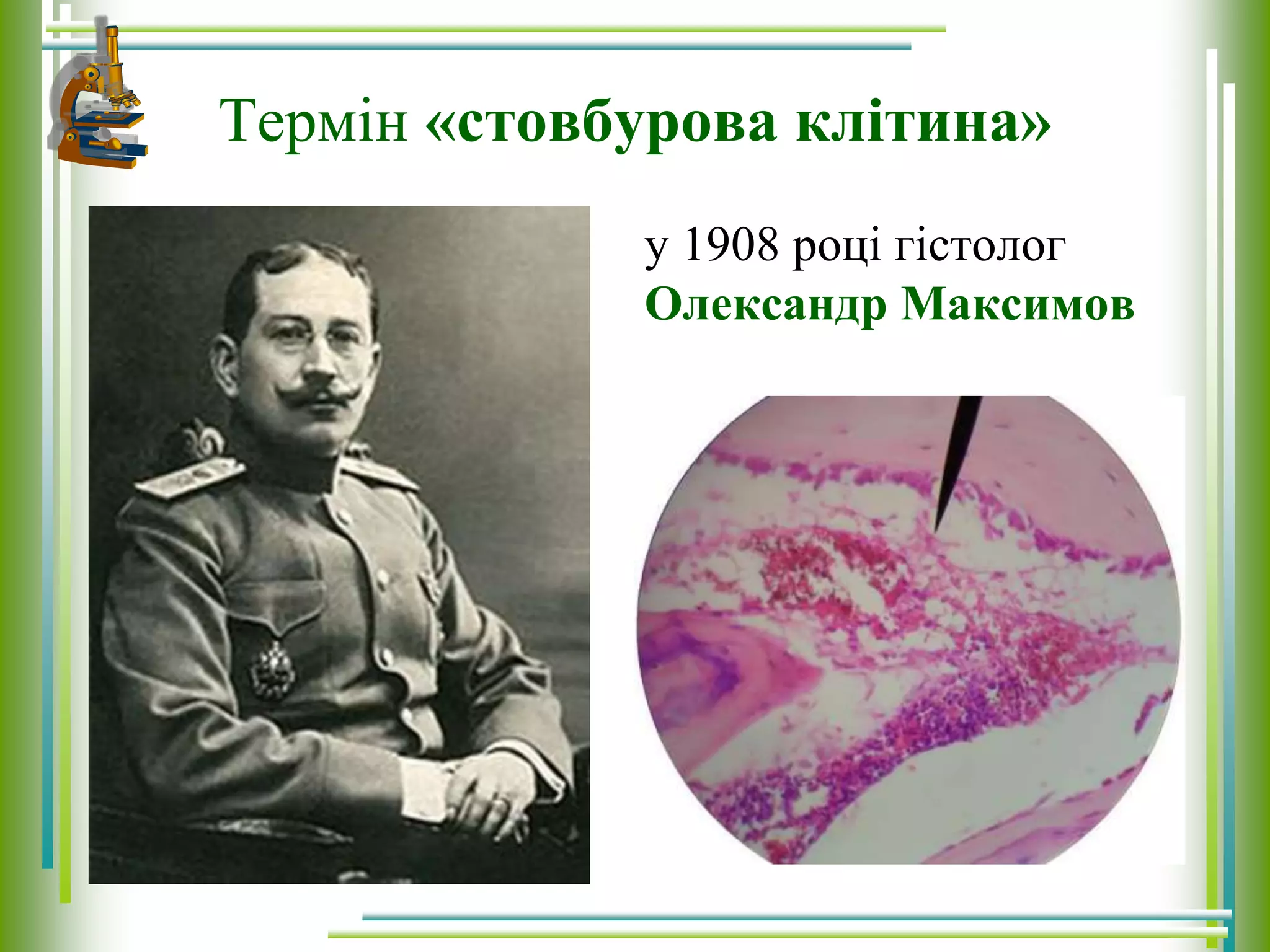 Термін «стовбурова клітина»
у 1908 році гістолог
Олександр Максимов
 