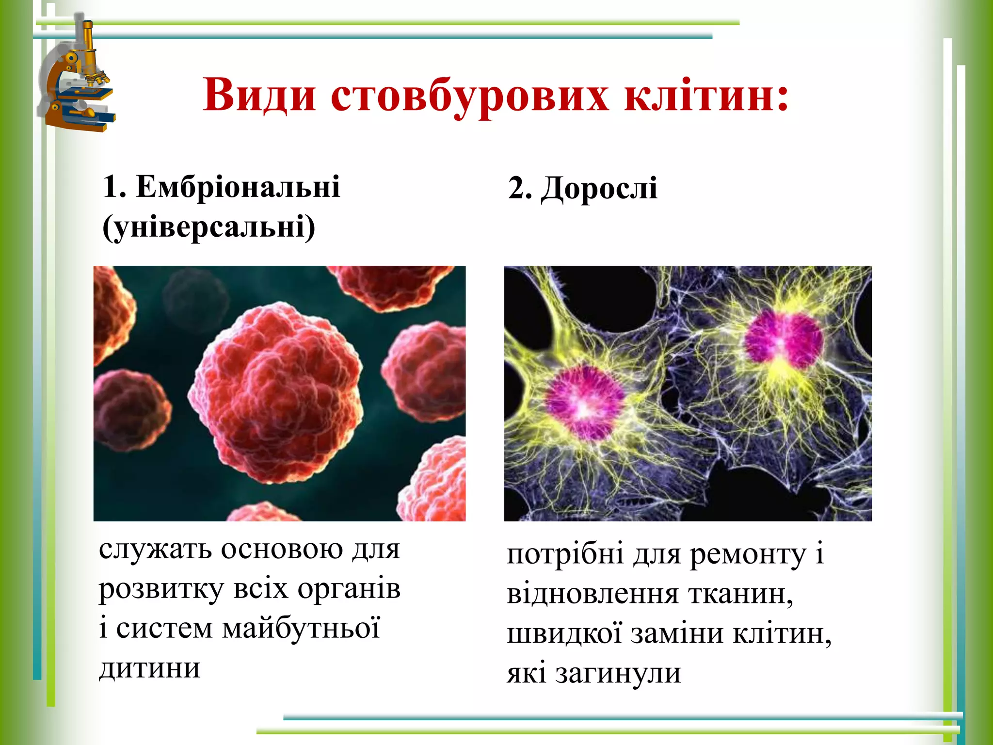 Види стовбурових клітин:
1. Ембріональні
(універсальні)
.
2. Дорослі
служать основою для
розвитку всіх органів
і систем майбутньої
дитини
потрібні для ремонту і
відновлення тканин,
швидкої заміни клітин,
які загинули
 