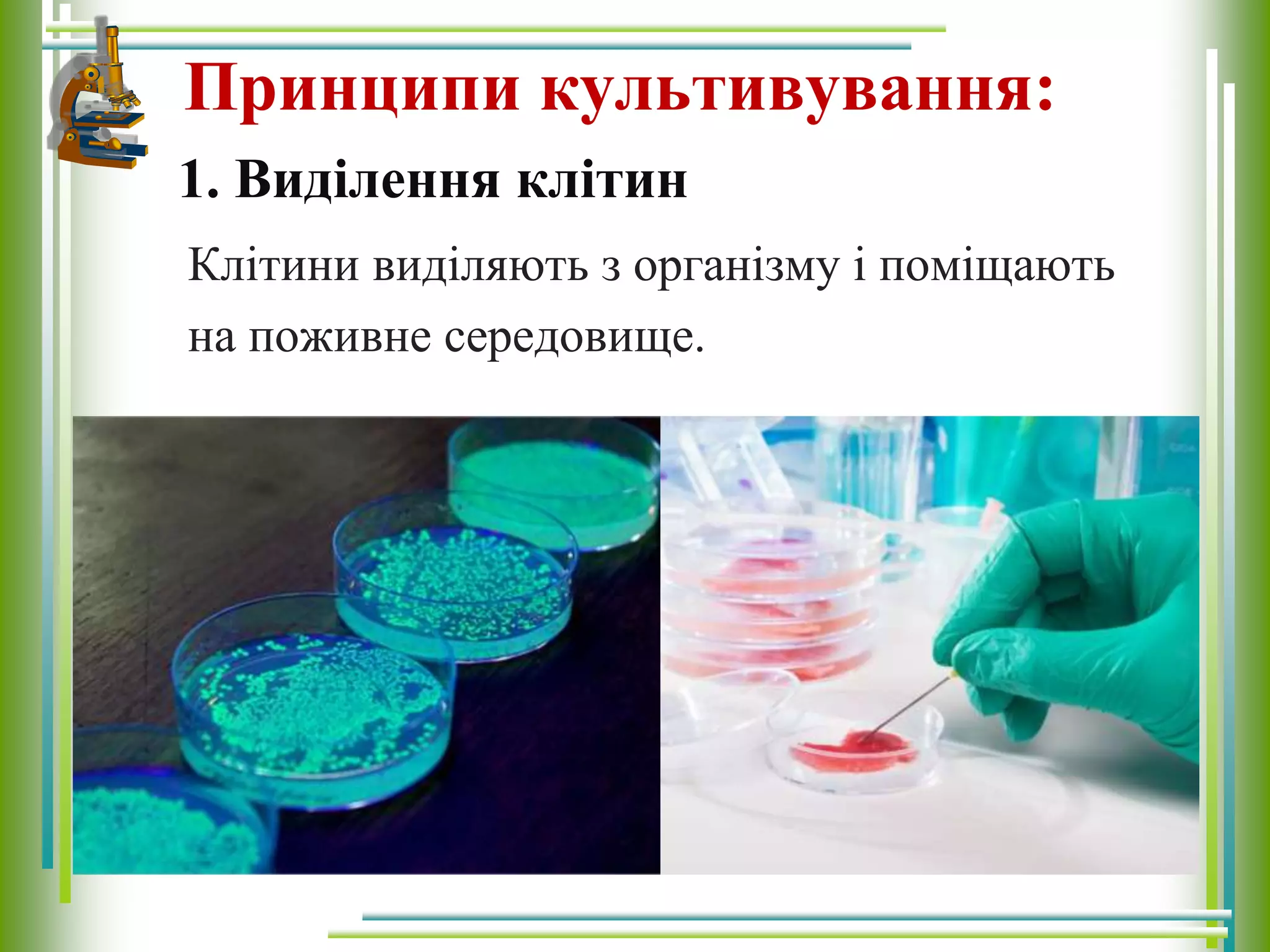 Принципи культивування:
Клітини виділяють з організму і поміщають
на поживне середовище.
1. Виділення клітин
 