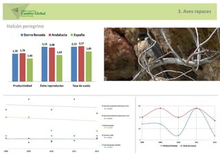 3. Aves rapaces

Halcón peregrino
          Sierra Nevada      Andalucía    España

                      2,13 2,08          2,13 2,17
                                                     1,85
  1,70 1,74                       1,63
              1,42




  Productividad      Éxito reproductor   Tasa de vuelo




                                                            2,5




                                                             2




                                                            1,5




                                                             1
                                                              2008   2009               2010              2011   2012

                                                                            PRODUCTIVIDAD      TASA DE VUELO
 