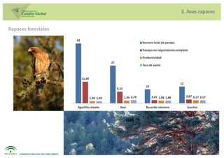 3. Aves rapaces


Rapaces forestales
 