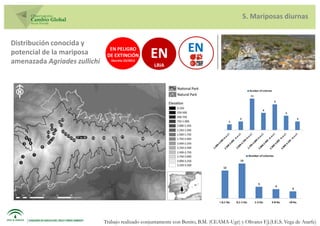 5. Mariposas diurnas


Distribución conocida y
potencial de la mariposa        EN PELIGRO
                               DE EXTINCIÓN        EN                EN
amenazada Agriades zullichi      Decreto 23/2012
                                                     LRIA



                                                                                                           Number of colonies
                                                                                                            11

                                                                                                                                9


                                                                                                                       6
                                                                                                                                      5

                                                                                                 3                                                 3
                                                                                           2




                                                                                                           Number of colonies
                                                                                                  15

                                                                                      12




                                                                                                                   5
                                                                                                                                4
                                                                                                                                            3



                                                                                   < 0,1 Ha.   0,1-1 Ha.         1-2 Ha.    3-8 Ha.       >8 Ha.




                              Trabajo realizado conjuntamente con Benito, B.M. (CEAMA-Ugr) y Olivares F.J.(I.E.S. Vega de Atarfe)
 