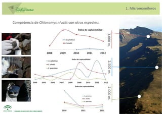 1. Micromamíferos


Competencia de Chionomys nivalis con otras especies:




                                                       3.000 m.
                                                       2.500 m.
                                                       2.000 m.
 