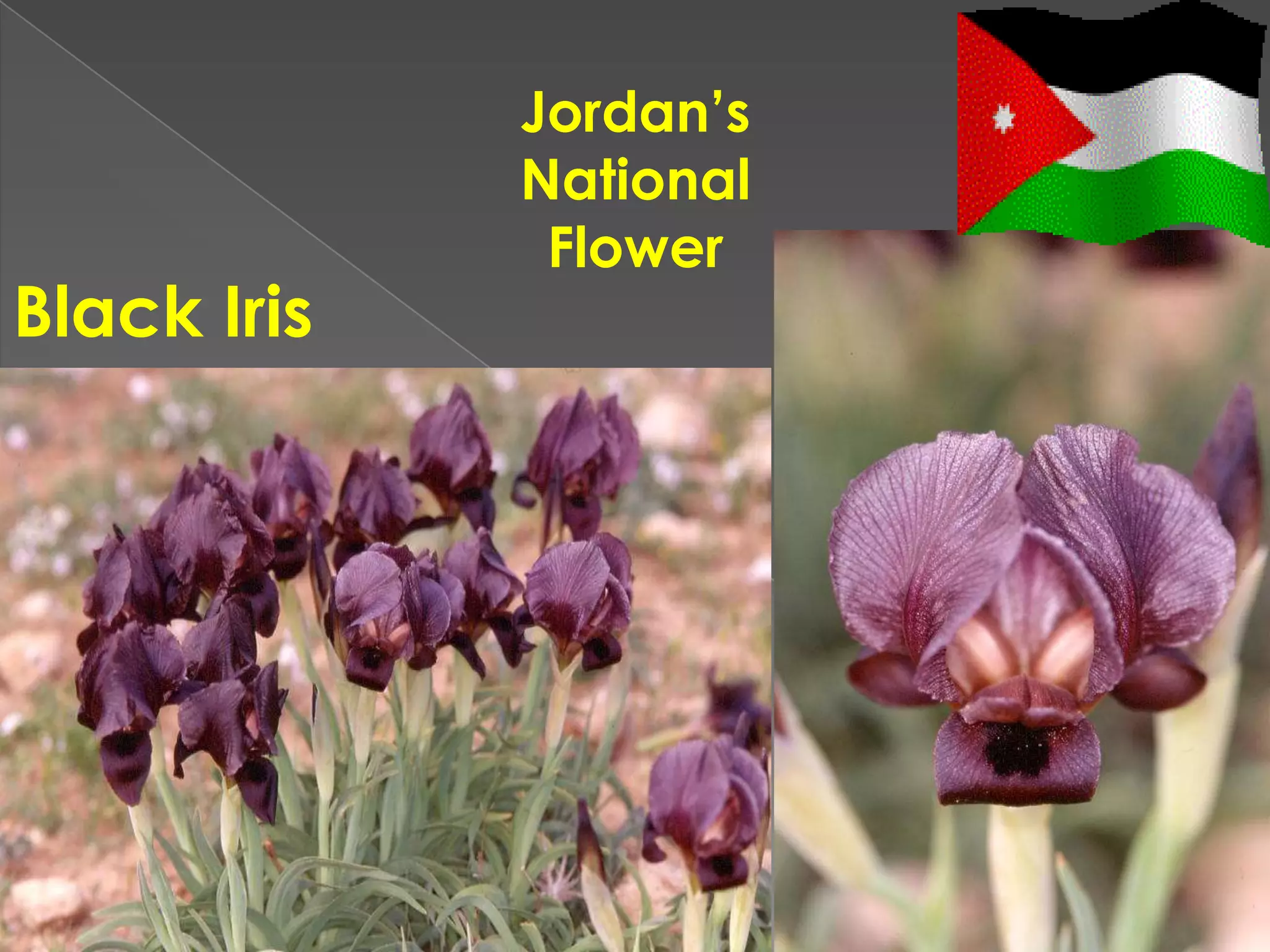 Jordan’s
             National
              Flower
Black Iris
 