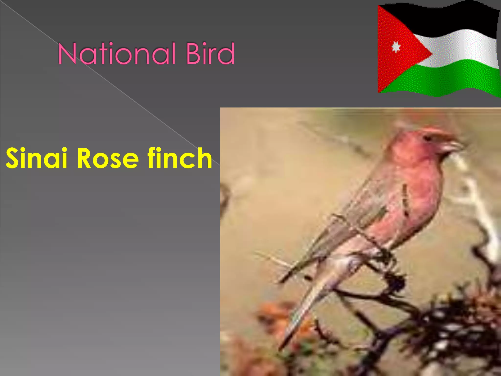 Sinai Rose finch
 