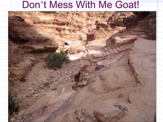 Don’t Mess With Me Goat!
 