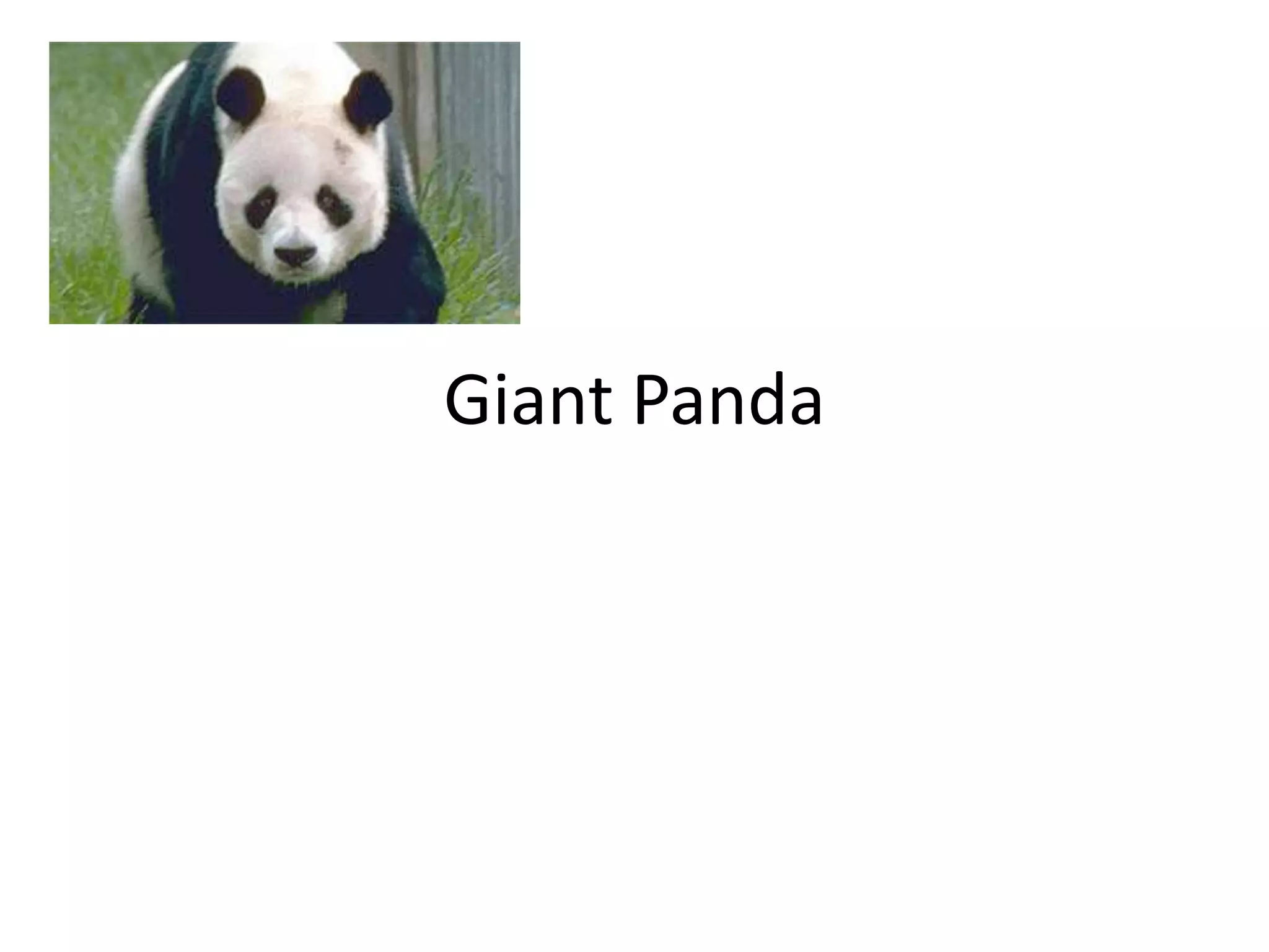 Giant Panda