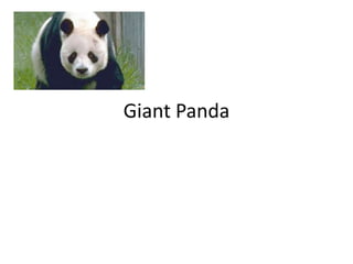 Giant Panda 