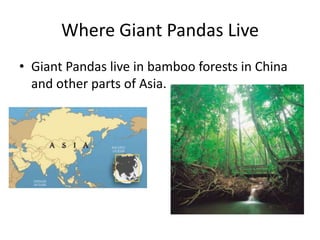 Where Giant Pandas LiveGiant Pandas live in bamboo forests in China and other parts of Asia.
