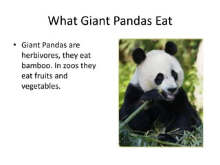 What Giant Pandas EatGiant Pandas are herbivores, they eat bamboo. In zoos they eat fruits and vegetables.