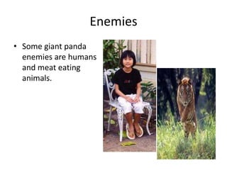 EnemiesSome giant panda enemies are humans and meat eating animals.