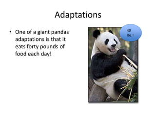 AdaptationsOne of a giant pandas adaptations is that it eats forty pounds of food each day!40 lbs.!