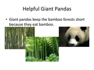 Helpful Giant Pandas Giant pandas keep the bamboo forests short because they eat bamboo.