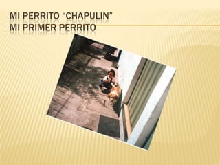 MI PERRITO “CHAPULIN”
MI PRIMER PERRITO
 