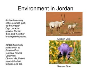 Environment in Jordan Jordan has many native animals such as the Arabian Oryx , Arabian gazelle, Nubian Ibex, and the other endangered species. Jordan has many plants such as Sawsan Oran (national flower), Colocynth, Chamomile, Desert plants (shrubs), tamarix, and etc. Arabian Oryx Sawsan Oran 
