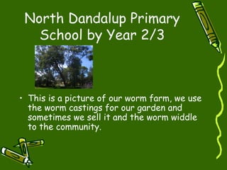 North Dandalup Primary
School by Year 2/3
• This is a picture of our worm farm, we use
the worm castings for our garden and
sometimes we sell it and the worm widdle
to the community.
 