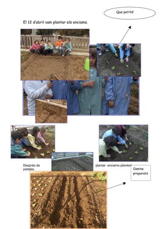 Que petits!


El 12 d’abril vam plantar els enciams.




Després de                               plantar enciams plantem
patates.                                                           Camins
                                                                   preparats
 