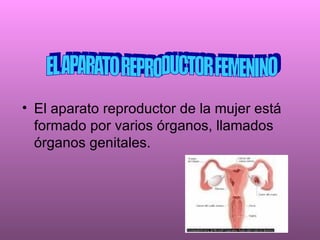 <ul><li>El aparato reproductor de la mujer está formado por varios órganos, llamados órganos genitales. </li></ul>EL APARA...