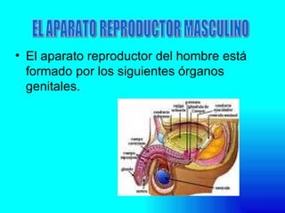 <ul><li>El aparato reproductor del hombre está formado por los siguientes órganos genitales. </li></ul>EL APARATO REPRODUC...