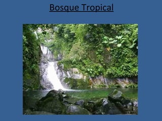 Bosque Tropical 