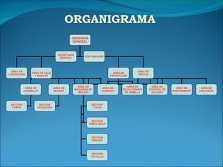 ORGANIGRAMA GERENCIA GENERAL AREA DE LIQUIDACION AREA DE VENTAS SECRETARIA GENERAL CONTABILIDAD AREA DE PRODUCCION AREA DE CAJA Y BANCOS AREA DE CUADRILLA AREA DE VIGILANCIA AREA DE MANTENIMIENT AREA DE CONTROL DE CALIDAD AREA DE SELECCIONADO DE SEMILLA AREA DE ALMACEN AREA DE MAQUINAS DE MOLINO AREA DE SECADO SECCION PAMPA SECCION SECADORA SECCION TOLVA SECCION EMBOLSADO SECCION PESADO SECCION POLVILLO 