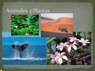 Animales  y Plantas 