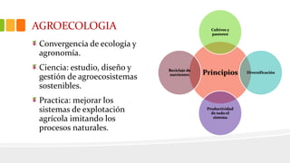 AGROECOLOGIA
Convergencia de ecología y
agronomía.
Ciencia: estudio, diseño y
gestión de agroecosistemas
sostenibles.
Practica: mejorar los
sistemas de explotación
agrícola imitando los
procesos naturales.
Principios
Cultivos y
pastoreo
Diversificación
Productividad
de todo el
sistema
Reciclaje de
nutrientes
 