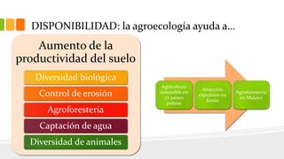 DISPONIBILIDAD: la agroecología ayuda a…
Aumento de la
productividad del suelo
Diversidad biológica
Control de erosión
Agroforesteria
Captación de agua
Diversidad de animales
Agricultura
sostenible en
57 países
pobres
Atracción
expulsión en
Kenia
Agroforesteria
en Malawi
 